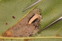 Phyllonorycter rajella