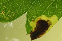 Stigmella paradoxa