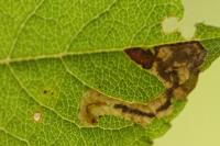 Stigmella salicis
