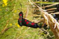 Zygaena trifolii