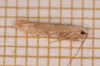 Coleophora salicorniae