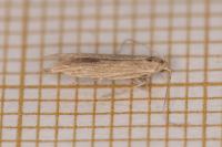 Coleophora atriplicis