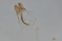 Coleophora atriplicis