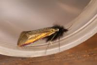 Adela reaumurella