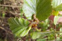Erannis defoliaria