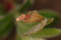 Coleophora lusciniaepennella