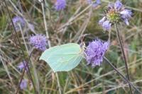 Gonepteryx rhamni