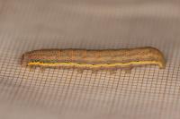 Lacanobia oleracea
