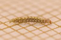 Bucculatrix ulmella