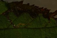 Stigmella microtheriella