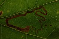 Stigmella basiguttella