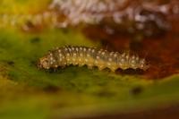 Ancylis mitterbacheriana