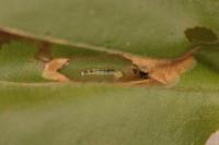 Phyllonorycter maestingella