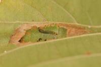 Phyllonorycter nicellii
