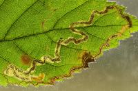 Stigmella aurella