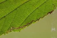 Stigmella floslactella