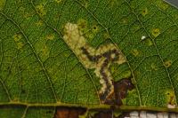 Stigmella salicis