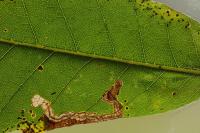 Stigmella samiatella