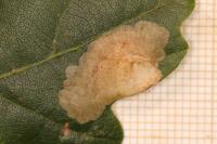 Tischeria ekebladella