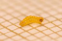 Stigmella salicis