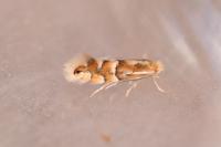 Phyllonorycter ulmifoliella