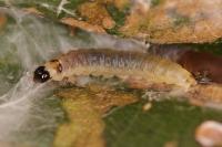 Lozotaenia forsterana