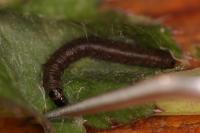 Celypha lacunana