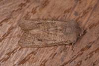 Orthosia cruda