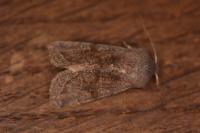 Orthosia incerta