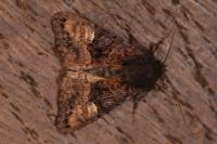 Euplexia lucipara