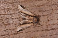 Pheosia tremula