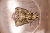 Polyploca ridens