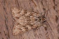 Xylocampa areola