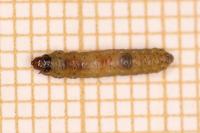 Lathronympha strigana