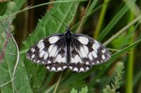 Melanargia galathea