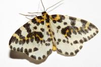 Abraxas grossulariata