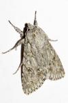 Acronicta aceris