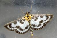 Anania hortulata