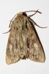 Apamea monoglypha monoglypha