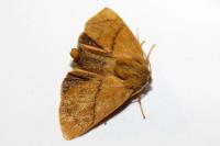 Apoda limacodes