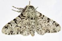 Biston betularia