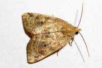Cosmia trapezina