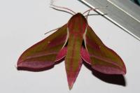 Deilephila elpenor