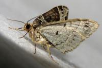 Ecliptopera silaceata
