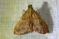 Endotricha flammealis