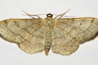Idaea aversata