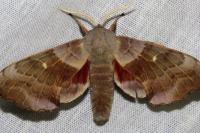Laothoe populi