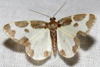 Lomaspilis marginata