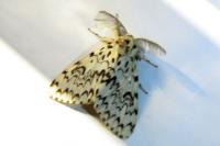 Lymantria monacha