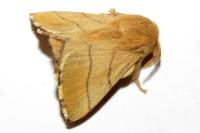 Malacosoma neustria